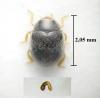 Scymnus rubromaculatus